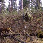 A female red fox that denned in the woods near Fairbanks makes her way through the view of a trail camera. (Courtesy Photo | Ned Rozell)