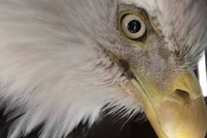 The Juneau Raptor Center received an injured adult male bald eagle rescued from Skagway on March 31, 2020. (Courtesy art | Juneau Raptor Center)