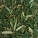 Sikshaldéen, Labrador Tea is also known as Hudson Bay Tea and Muskeg Tea can be seen in this photo of Summer harvest in Juneau. (Vivian Mork | For the Capital City Weekly)
