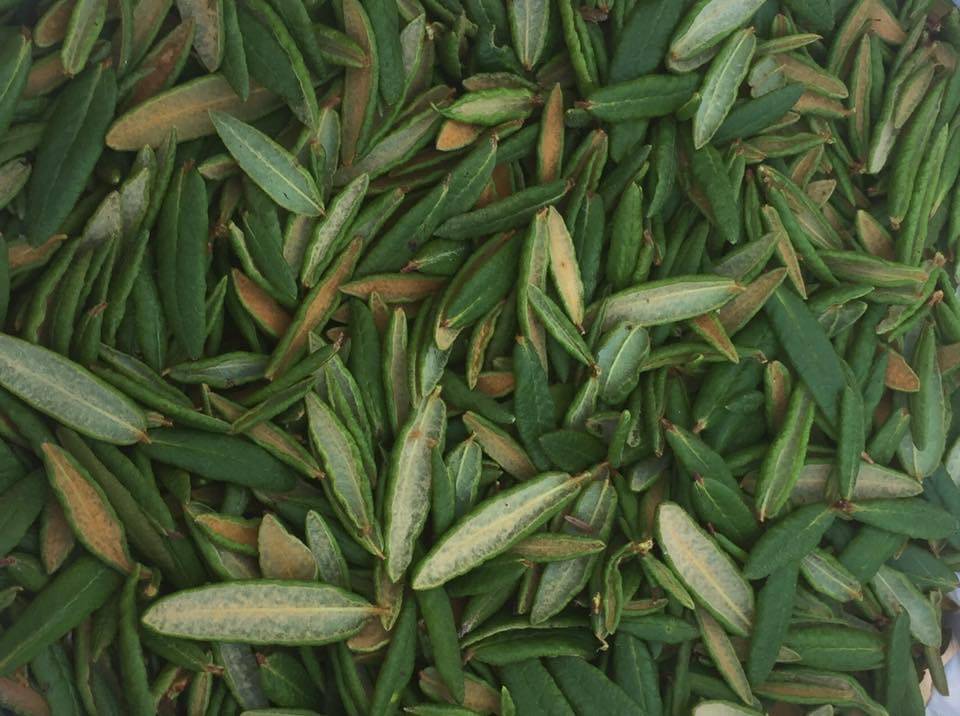 Sikshaldéen, Labrador Tea is also known as Hudson Bay Tea and Muskeg Tea can be seen in this photo of Summer harvest in Juneau. (Vivian Mork | For the Capital City Weekly)