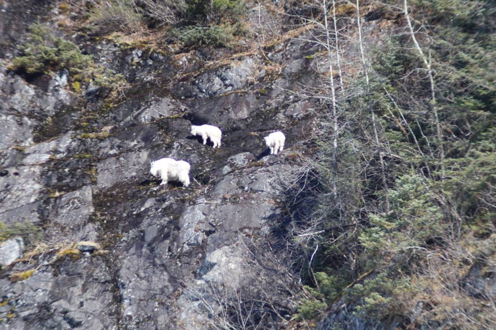 Mountain goats stand near Nugget Falls on April 18, 2020. (Courtesy Photo | Carolyn Kelley)