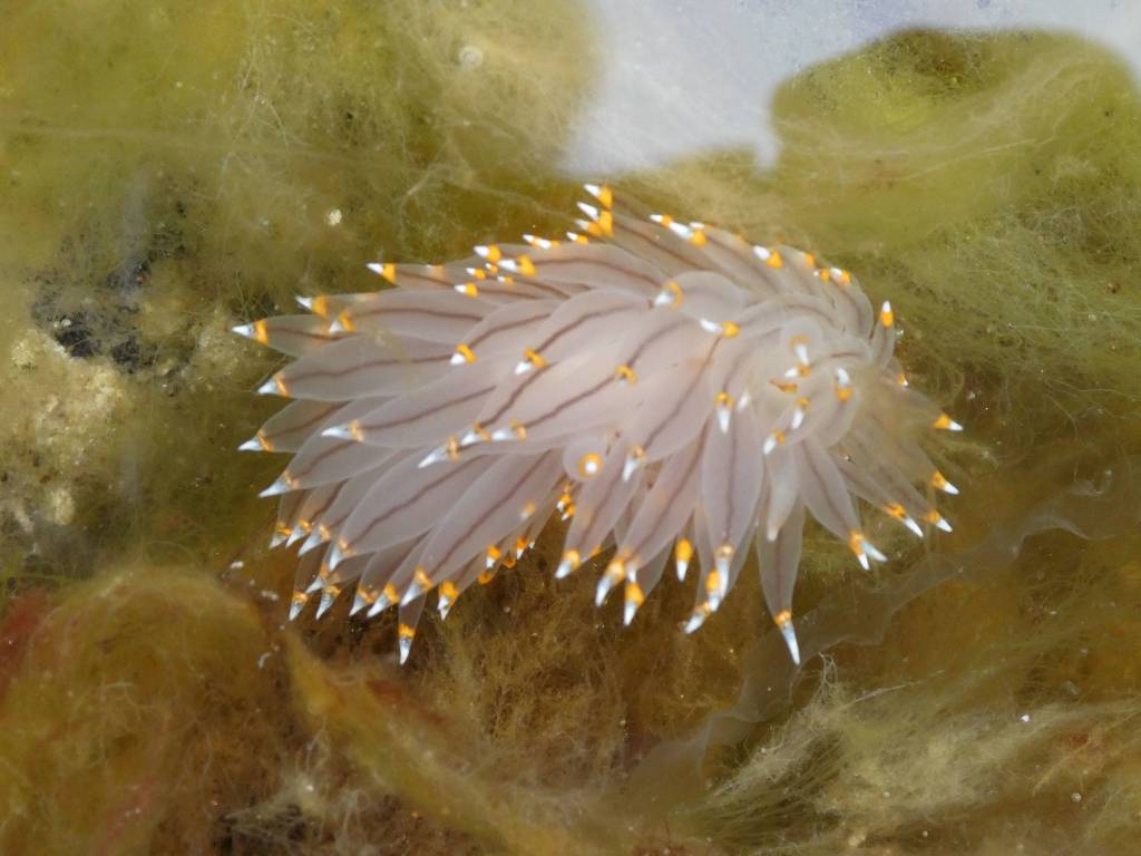 An opalescent nudibranch seen on Yakobi Island July 2019. (Courtesy Photo | Roman Motyka)