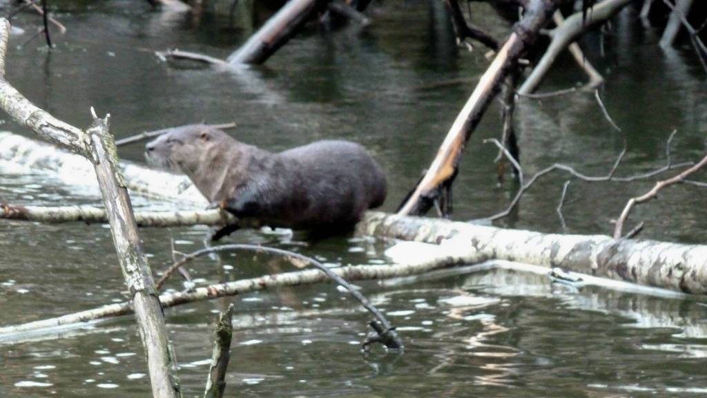 A river otter was on the move in September 2015 in Kowee Creek Out the Road.(Courtesy Photo | David Athearn)