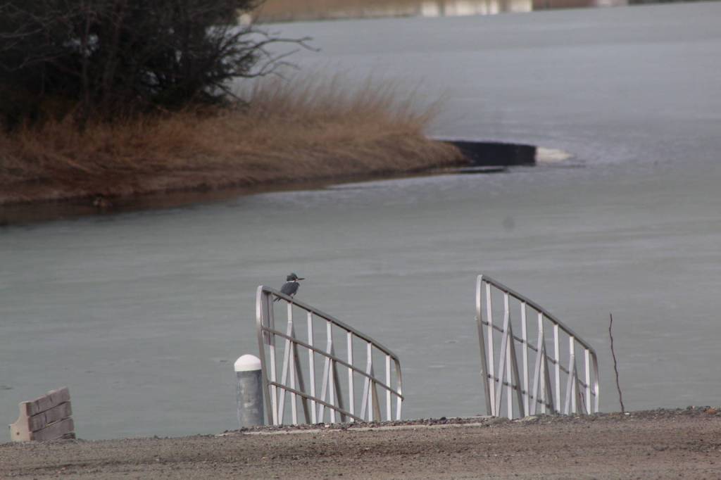 A kingfisher perches Monday, April 14, at the Airport Emergency Vehicle Access Road. (Courtesy Photo | Carolyn Kelley)
