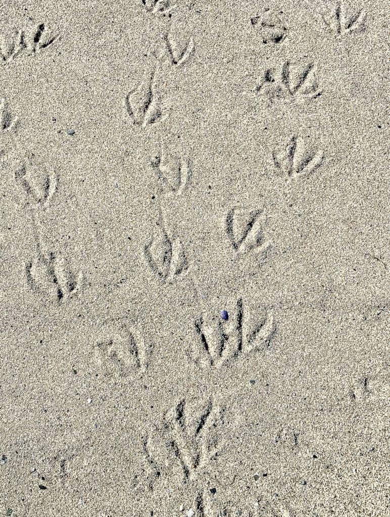 Evidence of a Canada geese line dance is visible on Boy Scout beach sand on April 18, 2020. (Courtesy Photo | Denise Carroll)