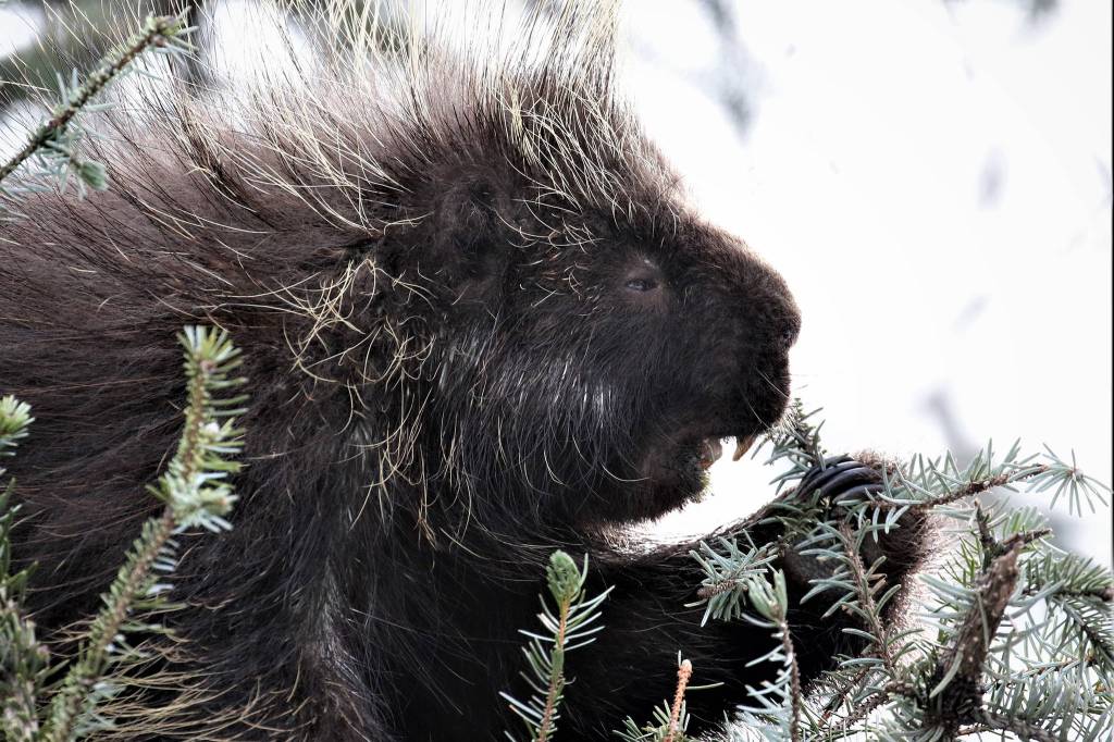 A porcupine enjoys eating spruce tips adjacent to the Mendenhall Glacier Visitor Center on April 5 (Courtesy Photo | Linda Shaw)
