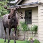 In this June 2018 photo a moose wanders through the yard of a home in east Anchorage, Alaska. Alaska wildlife officials have a message for residents: Please dont feed the moose. State Fish and Game officials said Wednesday, April 1, 2020, theyve seen an uptick in people feeding moose such foods as carrots and apples after a heavy snow season that left many of animals thin and nutritionally vulnerable. Plus, intentionally feeding moose is illegal, and can result in a misdemeanor violation of state game feeding laws. Unintentional feeding can result in a $300 ticket from Alaska Wildlife Troopers. (AP Photo | Mark Thiessen)