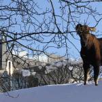 In this February photo, a moose munches on a tree in downtown Anchorage, Alaska. Alaska wildlife officials have a message for residents: Please dont feed the moose. State Fish and Game officials said Wednesday, April 1, 2020, theyve seen an uptick in people feeding moose such foods as carrots and apples after a heavy snow season that left many of animals thin and nutritionally vulnerable. Plus, intentionally feeding moose is illegal, and can result in a misdemeanor violation of state game feeding laws. Unintentional feeding can result in a $300 ticket from Alaska Wildlife Troopers. (AP Photo | Mark Thiessen, File)
