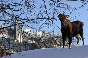 In this February photo, a moose munches on a tree in downtown Anchorage, Alaska. Alaska wildlife officials have a message for residents: Please dont feed the moose. State Fish and Game officials said Wednesday, April 1, 2020, theyve seen an uptick in people feeding moose such foods as carrots and apples after a heavy snow season that left many of animals thin and nutritionally vulnerable. Plus, intentionally feeding moose is illegal, and can result in a misdemeanor violation of state game feeding laws. Unintentional feeding can result in a $300 ticket from Alaska Wildlife Troopers. (AP Photo | Mark Thiessen, File)