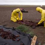 Casey Clark and Nicole Misarti, right, remove the bones from a walrus that was trampled by other walruses near Point Lay in 2015. (Courtesy Photos| Kelsey Gobroski, UA Museum of the North)