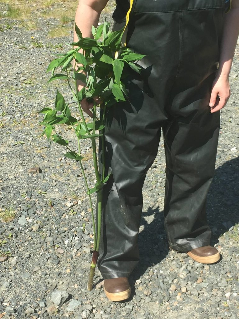 Vivian Mork holds a watermelon berry shoot. ( Vivian Mork Yéilk | For the Capital City Weekly)