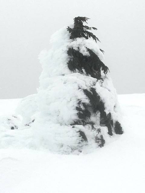 This tree, seen on April 1, is half covered in snow and half not. (Courtesy Photo | Denise Carroll)