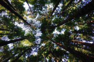 Visions of community in a time of crisis