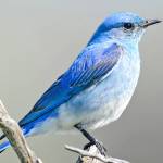 Seeing what we can’t: How vertebrates use ultraviolet vision