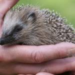 Seeing what we can’t: How vertebrates use ultraviolet vision