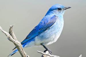 Seeing what we can’t: How vertebrates use ultraviolet vision