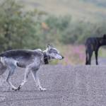 Riley the wolf on the Denali Park Road with one of her packmates in 2017. (Courtesy Photo | National Park Service)