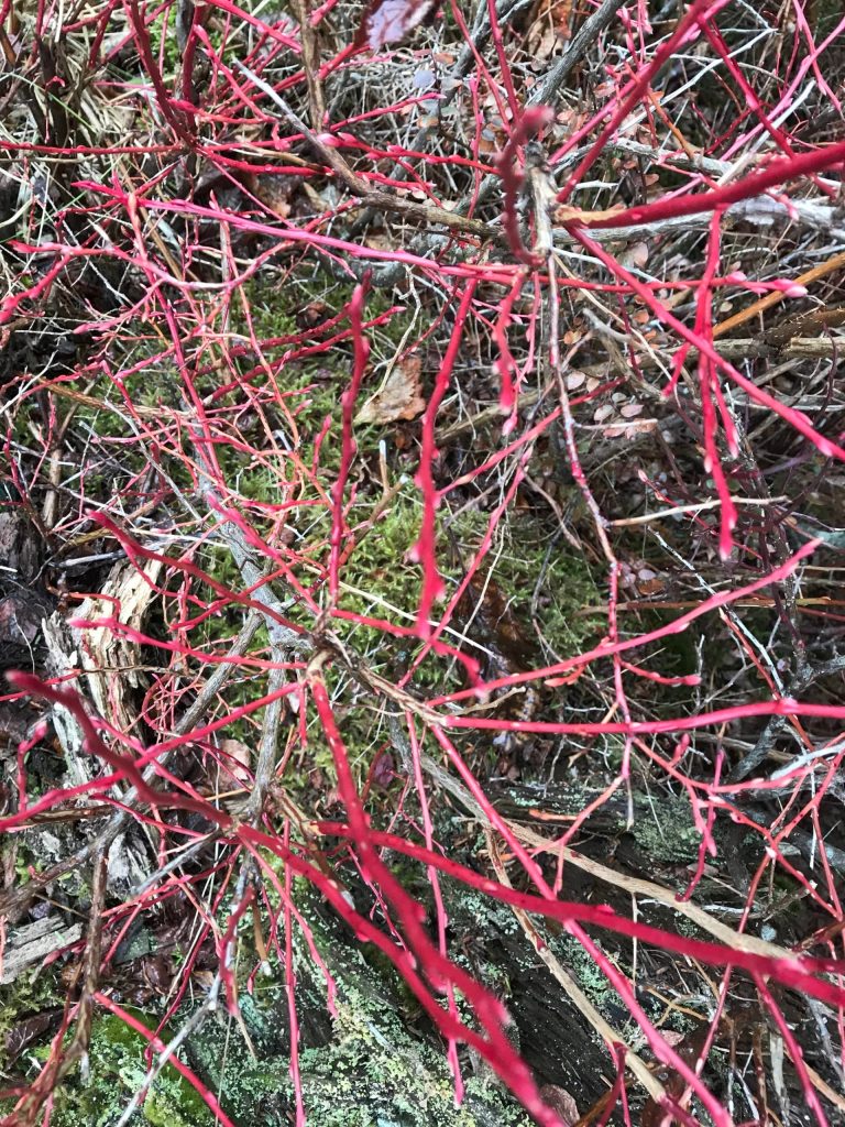 Blueberry branches as seen n Wrangell. It might be a good berry season because of this years snowfall. (Vivian Faith Prescott | For the Capital City Weekly)