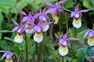 There’s widespread deception in the natural world