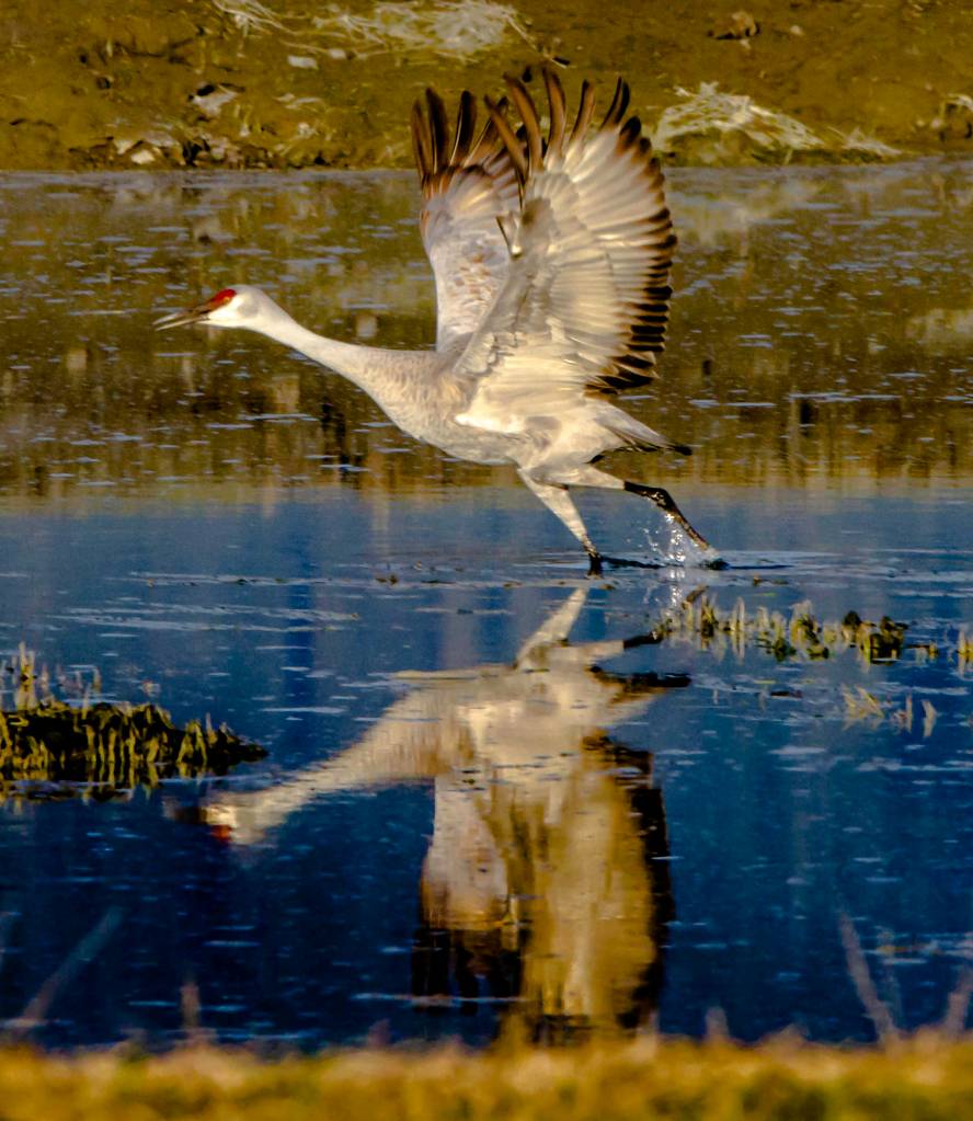 A sandhill crane takes off from the Mendenhall Wetlands on May 10. (Courtesy Photo | Jack Beedle)