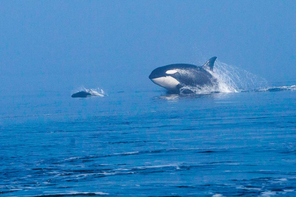 A harbor porpoise and orca emerge from the water in Lynn Canal on April 18. (Courtesy Photo | Jack Beedle)