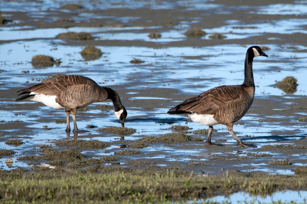 Canada geese stand on Eagle Beach tidal mud. (Courtesy Photo | Kenneth Gill, gillfoto)