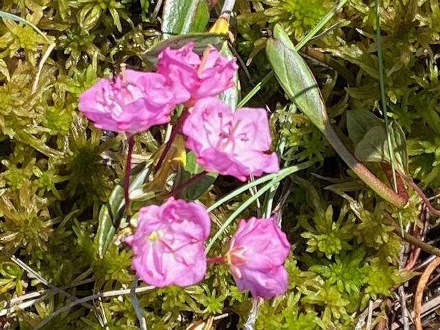 Wild Shots: Photos of Mother Nature in Alaska