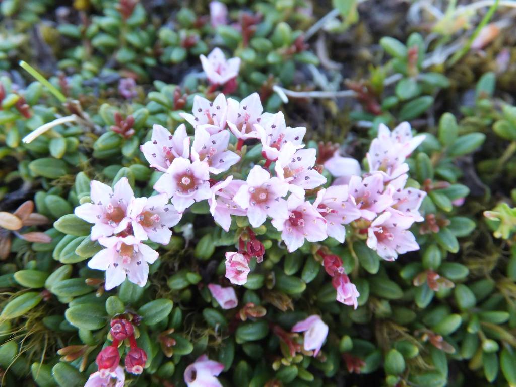 Alpine azalea grows along Juneau Ridge. (Courtesy Photo | Gary Miller)