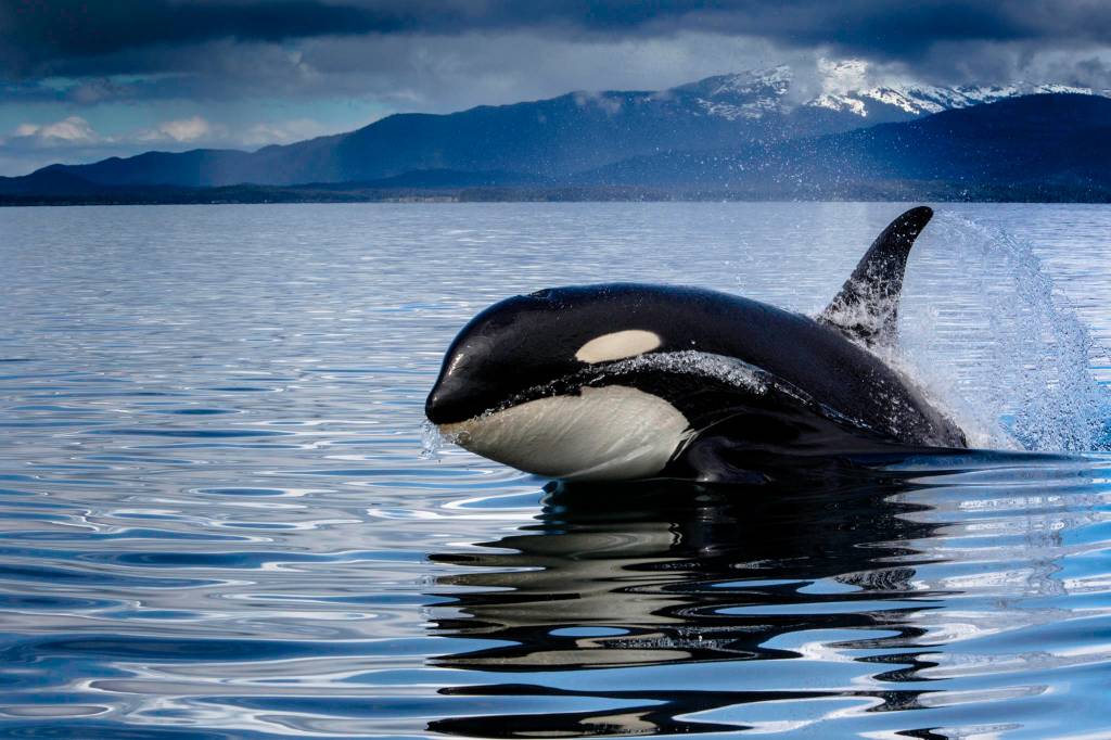 <strong></strong>An orca peers above the water near Point Retreat in Southern Lynn Canal. (Courtesy Photo | Jack Beedle)