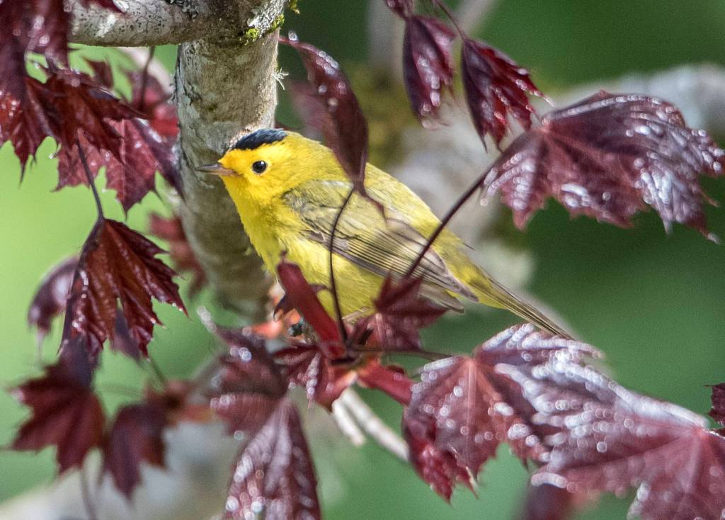 Wilson Warbler sits in a Norwegian red maple Out the Road. (Courtesy Photo | Kenneth Gill, gillfoto)