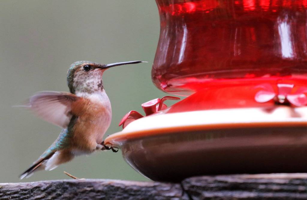 A rufous hummingbird visits a feeder on May 3. (Courtesy Photo | Linda Shaw)