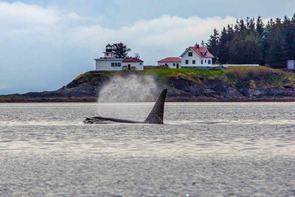 An orca sends mist into the air near Point Retreat in Southern Lynn Canal. (Courtesy Photo | Jack Beedle)