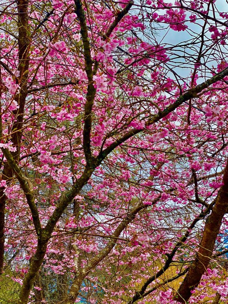 Cherry blossoms remind us that spring and warm weather have arrived in Juneau on May 6. (Courtesy Photo | Denise Carroll)