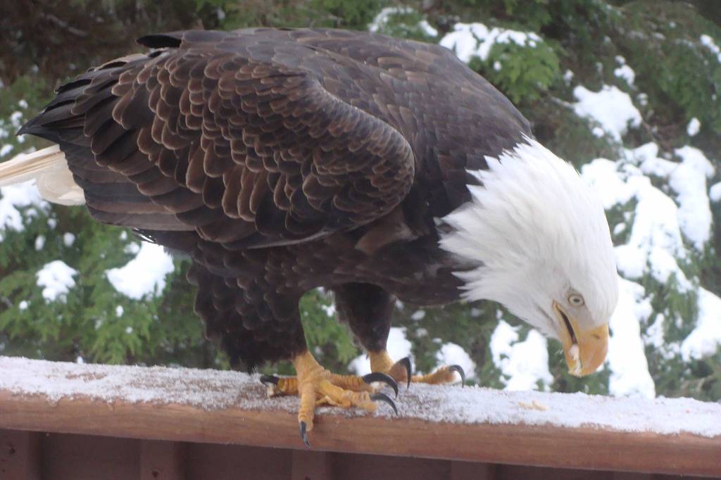 An eagle grips a wooden beam with its talons. (Courtesy Photo | Karen Crane)