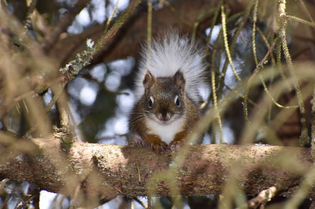 A white-tailed red squirrel was hanging out in a Mendenhall Valley backyard on May 15. (Courtesy Photo | Dick Fagnant)