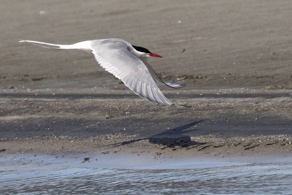 An Arctic tern flies near the Mendenhall Glacier Visitor Center. (Courtesy Photo | Linda Shaw)