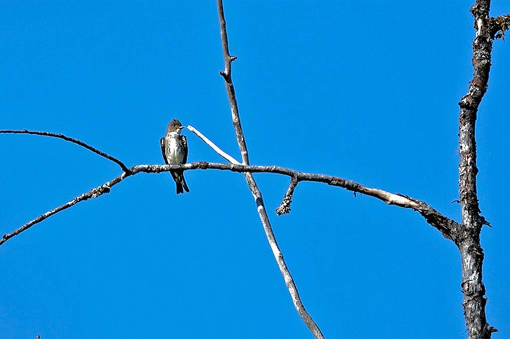 A bird waits to launch for a meal at Dredge Lake. (Courtesy Photo | Bruce Moore)
