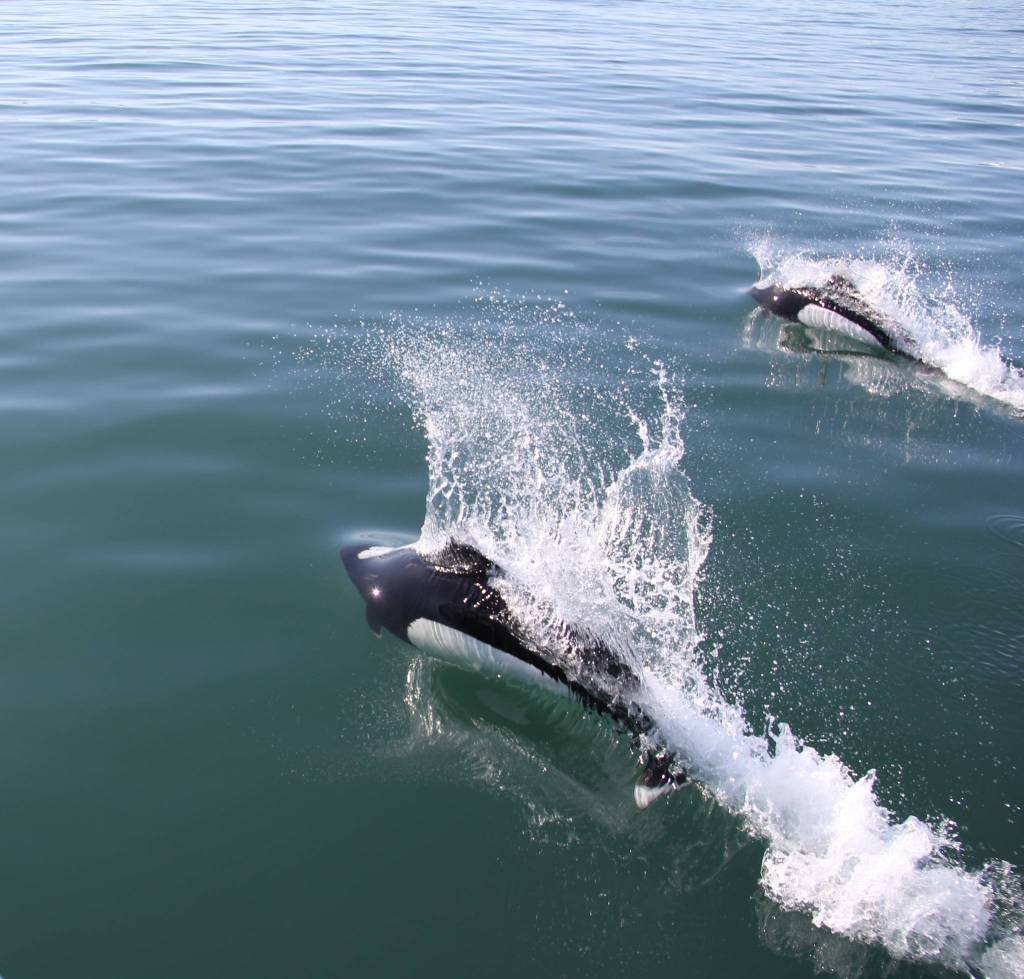 Dalls porpoises swim in Southern Lynn Canal on May 11. Steve Parker said they were seen while returning to Auke Bay from St James Bay. A group of about 20 Dalls Porpoises escorted our sailboat for nearly 30 minutes on our way home, Parker said. (Courtesy Photo | Steve Parker)