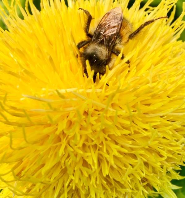A bee pushes through the yellow flower clusters of a roadside dandelion in July 2019. (Courtesy Photo | Denise Carroll)