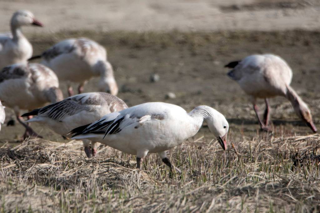 Snow geese feed on tidal grassland out on Eagle Beach on May 15. (Courtesy Photo | Kenneth Gill, gillfoto)