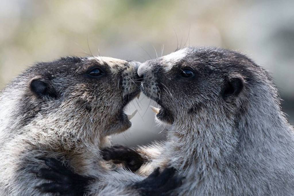 Marmots play on a warm, spring day near the Shrine of St. Therese. (Courtesy Photo | Bruce Moore)