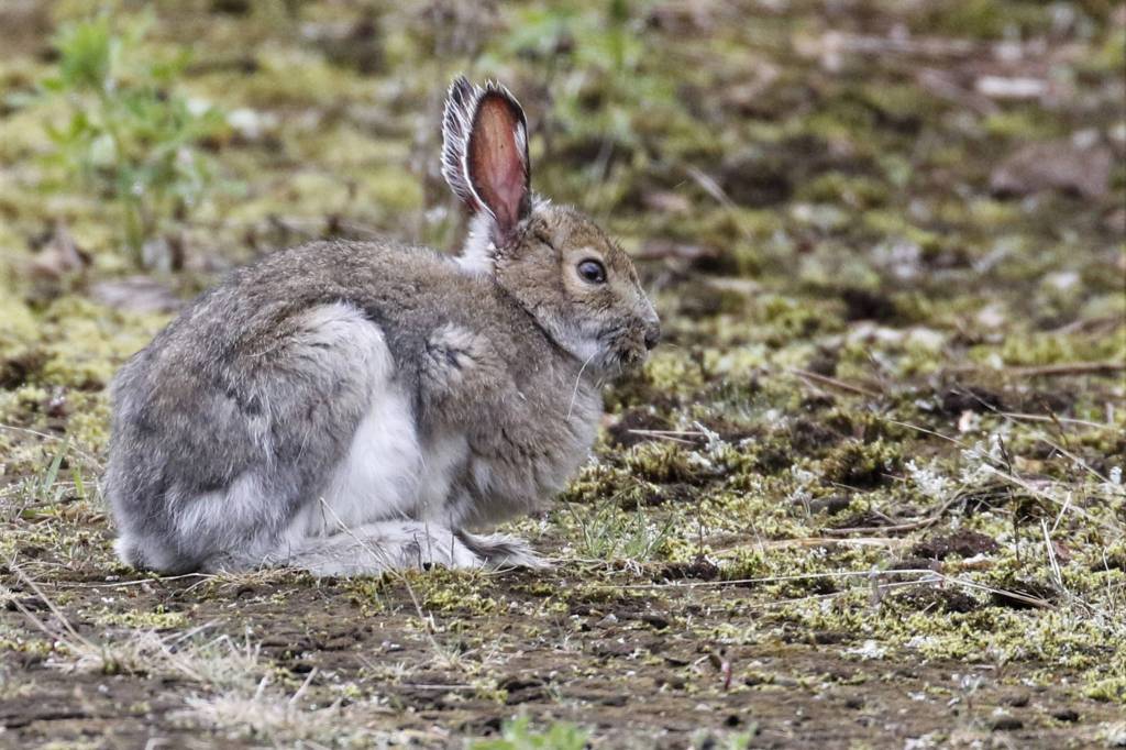 A snowshoe hare seen near Mendenhall Lake May 24. (Courtesy Photo | Linda Shaw)