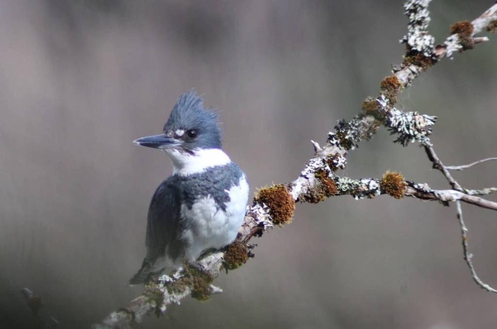 A belted kingfisher perches May 1 near Eagle Beach campground. We felt lucky to be so close, said Carolyn Kelley, who took the photo, in an email. Maybe 15-20 feet. That was taken through the scrub trees. (Courtesy Photo | Carolyn Kelley)