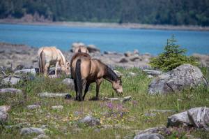 Wild flowers with Echo Ranch horses on the edge of Berners Bay. (Courtesy Photo | Kenneth Gill, gillfoto)