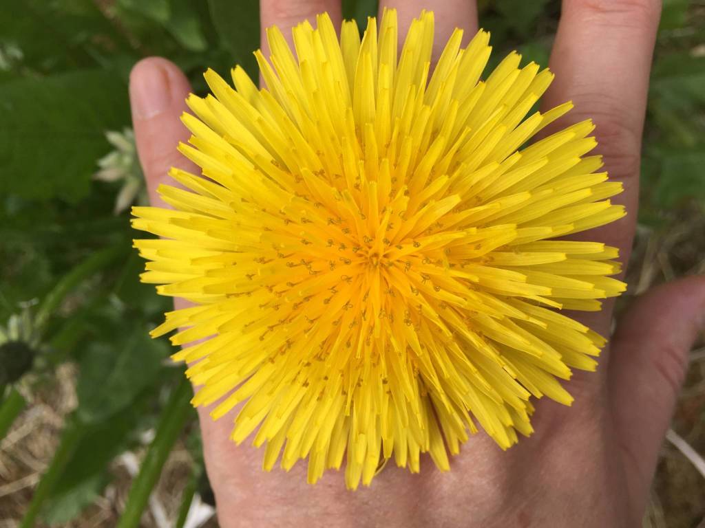 This photo shows a dandelion seen in Sitka. Dandelion greens are among foods that have been harvested by Alaska Natives for a very long time. (Vivian Mork Yéilk | For the Capital City Weekly)