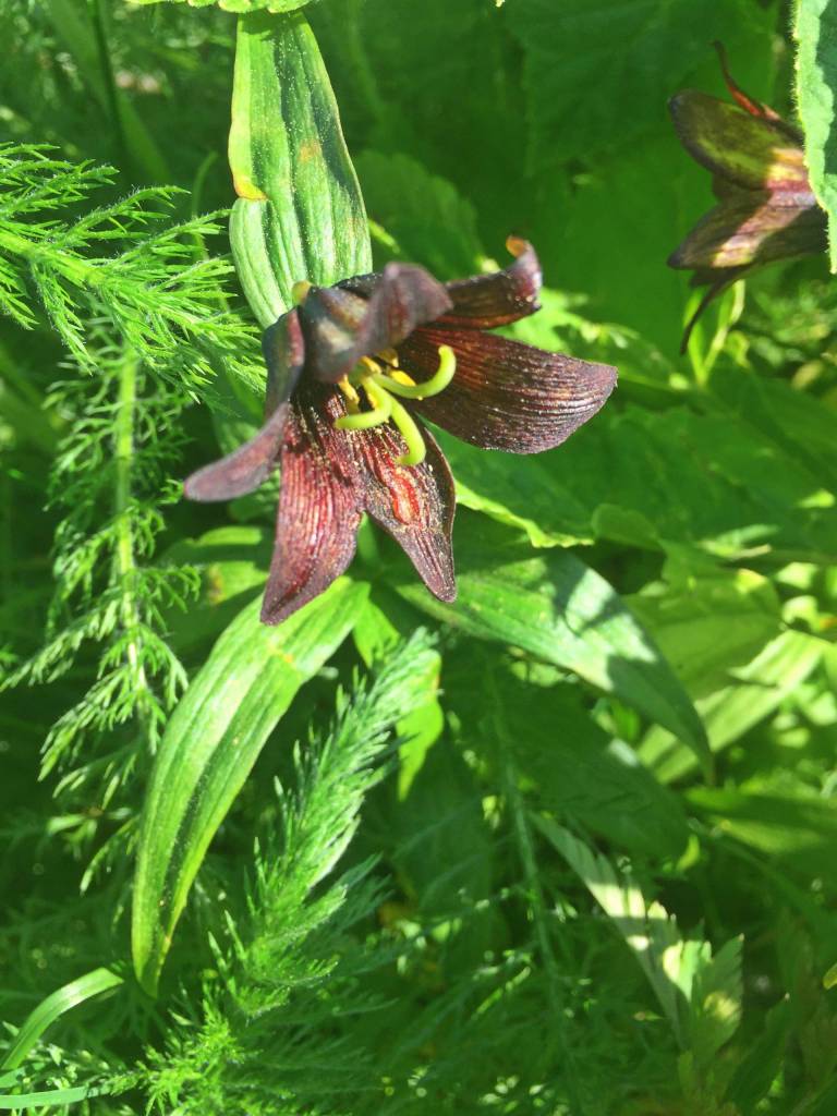 A chocolate lily flower grows in Juneau. Even during the pandemic, there are a lot of natural sights that can be enjoyed while staying six feet apart. (Vivian Mork Yéilk | For the Capital City Weekly)