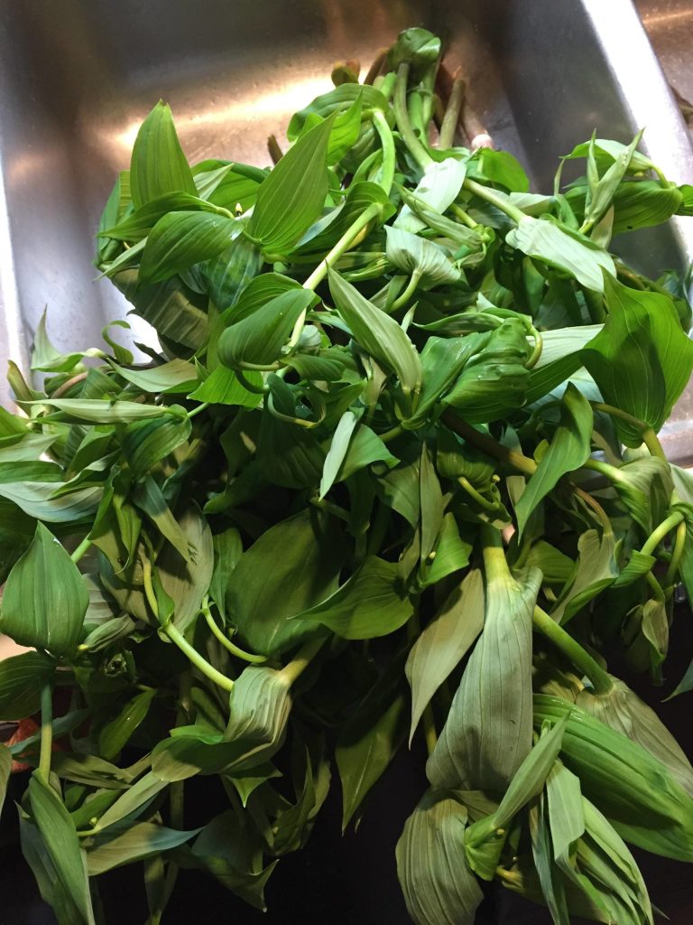 Watermelon berry shoots are now popping up in Juneau. (Vivian Mork Yéilk | For the Capital City Weekly)