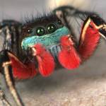 Jumping spiders, such as this one at right, are sometimes called paradise spiders because of perceived similarities to birds of paradise.                                 Courtesy Photo | Journal of Arachnology via Creative Commons