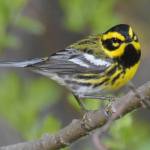 The Townsends warbler is a migratory bird that just returned to Juneau. They winter in Mexico and can be found singing on local trails and wooded neighborhoods. (Courtesy Photo | Gwen Baluss)