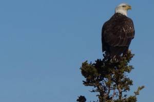 We have been grounded, birds have not